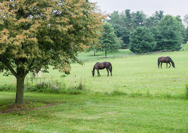 Horses